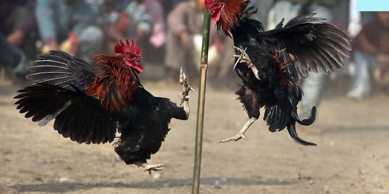 Trò đá gà thu hút nhiều người hâm mộ